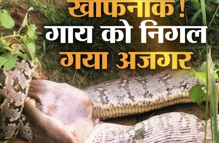 जंगल में गाय को जिंदा निगल गया 16 फीट लंबा अजगर,सीन देखकर सिहर जाएंगे आप