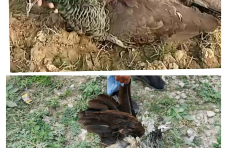 चार की संख्या में राष्ट्रीय पक्षी मोरों की मौत