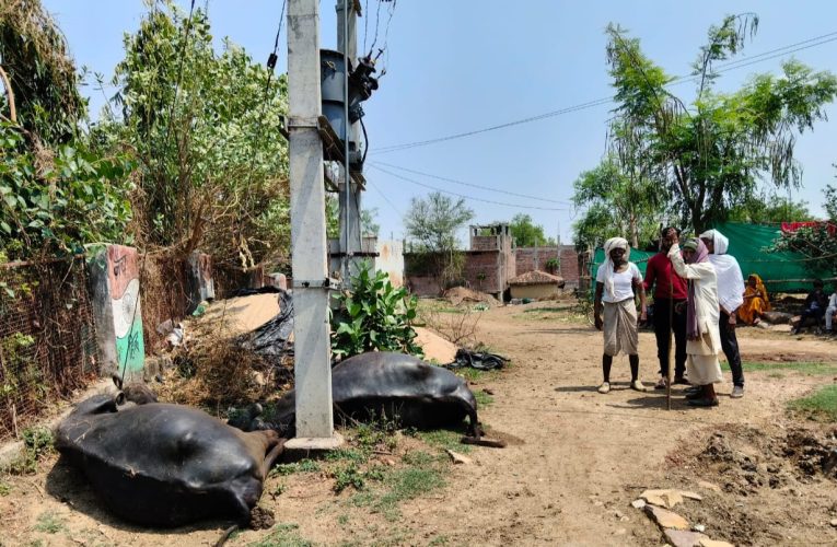 बिजली के पोल में करंटउतरने से किसान के दो भैंसों की मौके पर मौत।