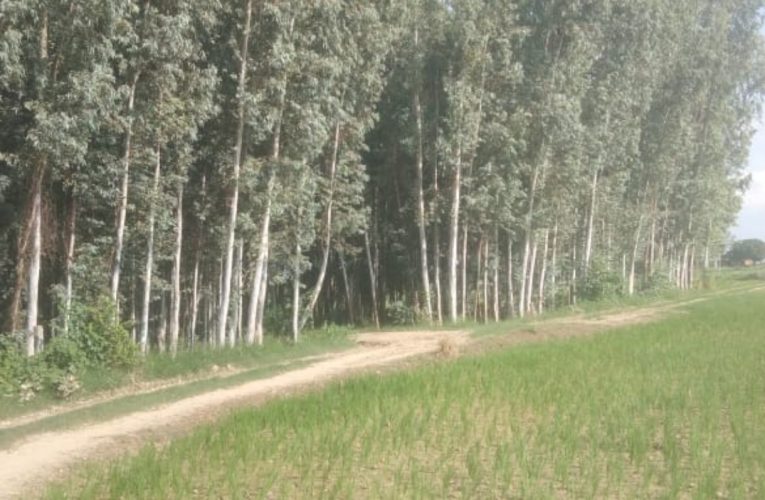 कार्बन क्रेडिट : पर्यावरण संरक्षण के साथ पैसा भी कमा रहे किसान